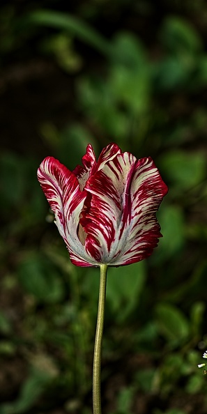 la tulipe 2023.64_rt.jpg