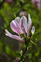 magnolia 2023.30 rt