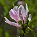 magnolia 2023.30_rt.jpg