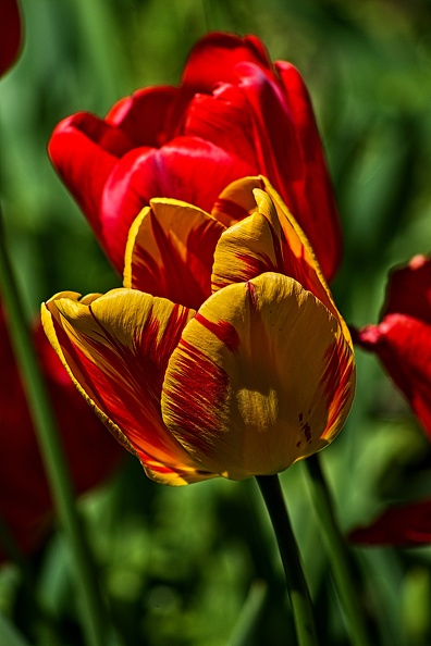 la tulipe 2023.65_rt.jpg