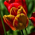 la tulipe 2023.65_rt.jpg