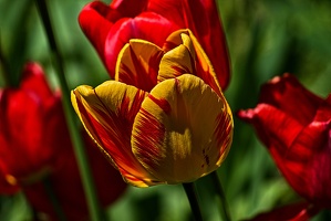 la tulipe 2023.66 rt