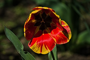 la tulipe 2023.68 rt