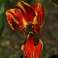 la tulipe 2023.69_rt.jpg