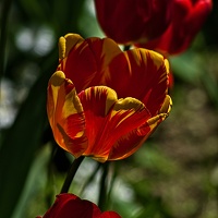 la tulipe 2023.72 rt