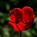 la tulipe 2023.73 rt