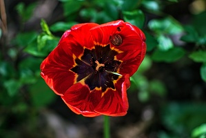 la tulipe 2023.74 rt (2)