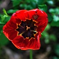 la tulipe 2023.74 rt (2)