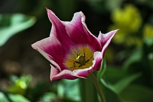 la tulipe 2023.77 rt