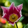 la tulipe 2023.78 rt