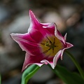 la tulipe 2023.79_rt.jpg