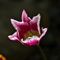la tulipe 2023.80_rt.jpg