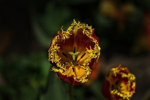 la tulipe 2023.85 rt