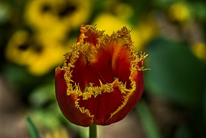 la tulipe 2023.87 rt