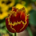 la tulipe 2023.87_rt.jpg