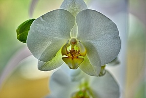 orchideae.2023.01 rt