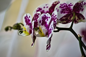orchideae.2023.02 rt
