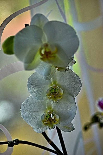 orchideae.2023.03_rt.jpg