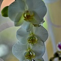orchideae.2023.03 rt