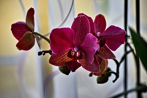 orchideae.2023.04 rt