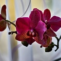 orchideae.2023.04 rt