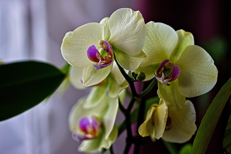 orchideae.2023.05_rt.jpg