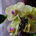 orchideae.2023.05_rt.jpg