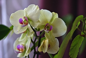 orchideae.2023.06 rt