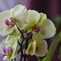 orchideae.2023.06_rt.jpg