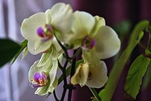 orchideae.2023.07 rt