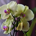 orchideae.2023.07 rt