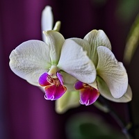 orchideae.2023.08 rt