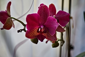 orchideae.2023.09 rt