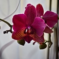 orchideae.2023.09 rt