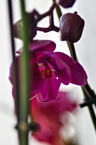 orchideae.2023.11_rt.jpg