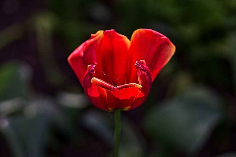 la tulipe 2023.91_rt.jpg