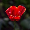 la tulipe 2023.91 rt