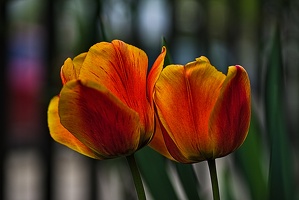 la tulipe 2023.92 rt