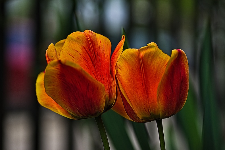 la tulipe 2023.92_rt.jpg