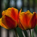 la tulipe 2023.92_rt.jpg