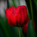 la tulipe 2023.93 rt