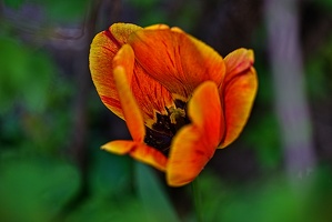 la tulipe 2023.94 rt