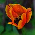 la tulipe 2023.94 rt
