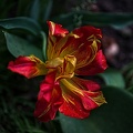 la tulipe 2023.96_rt(1).jpg