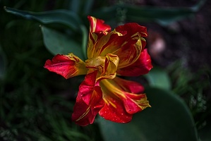 la tulipe 2023.96 rt(2)