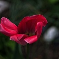 la tulipe 2023.97_rt(1).jpg