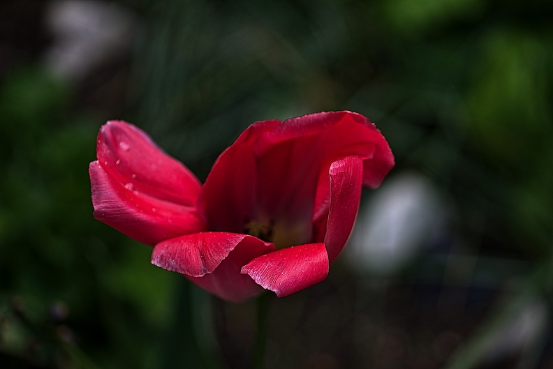 la tulipe 2023.97_rt(2).jpg