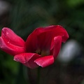 la tulipe 2023.97 rt(2)