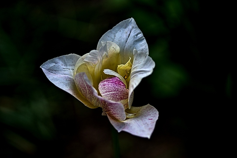 la tulipe 2023.98_rt.jpg