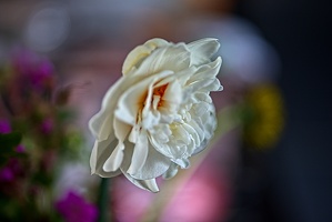 la tulipe 2023.103 rt (2)